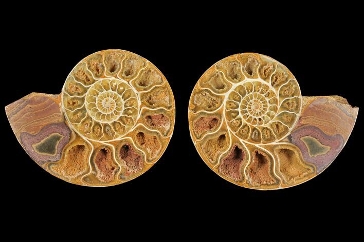 Cut & Polished Agatized Ammonite Fossil- Jurassic #131749